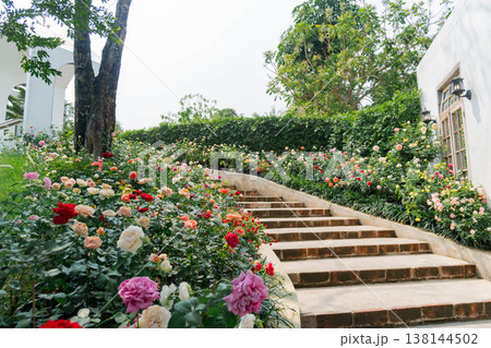 Beautiful Stone Stairway in a Lush Blooming Rose Garden Landscape 138144502