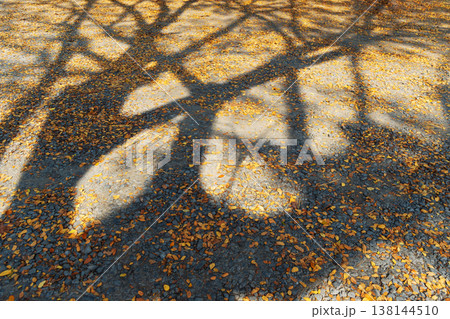 Intricate Tree Shadows on Ground Covered with Golden Autumn Leaves 138144510