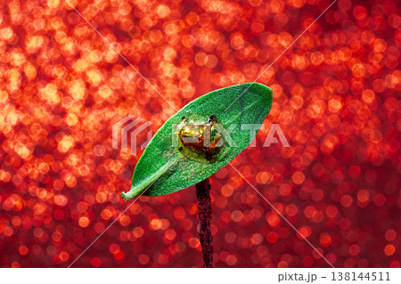Macro of Golden Tortoise Beetle on Green Leaf with Sparkling Red Bokeh Background Macro of Golden Tortoise Beetle on Green Leaf with Sparkling Red Bokeh Background 138144511
