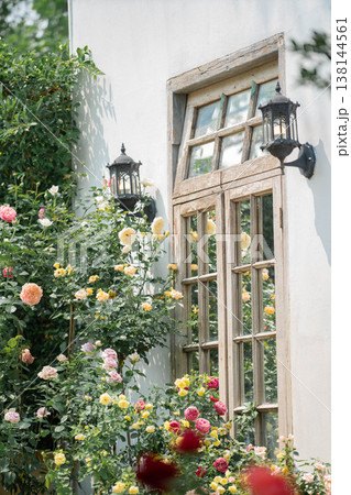 Rustic Wooden Window with Blooming English Roses in a White Wall Cottage 138144561