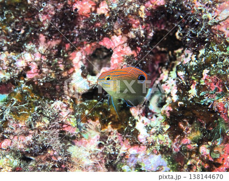 メガネスズメダイ幼魚 メガネスズメダイ幼魚 138144670