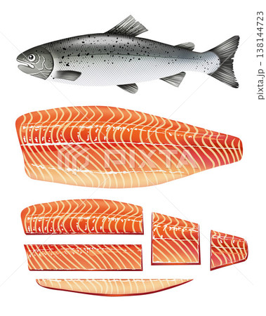 Detailed vector illustration set of Atlantic Salmon isolated on white background 138144723