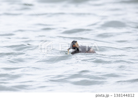 ハジロカイツブリ 138144812