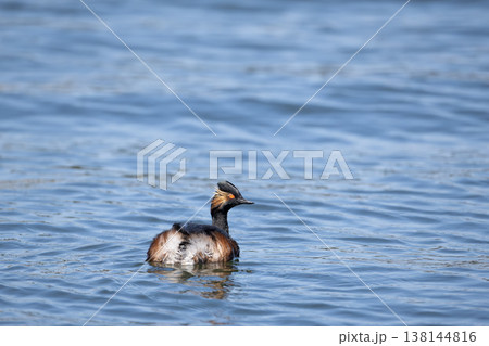 ハジロカイツブリ ハジロカイツブリ 138144816