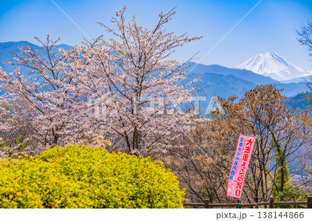 (山梨県)大法師公園の桜と富士山 (山梨県)大法師公園の桜と富士山 138144866