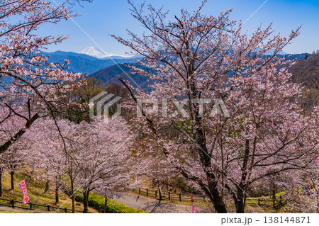 (山梨県)大法師公園の桜と富士山 (山梨県)大法師公園の桜と富士山 138144871