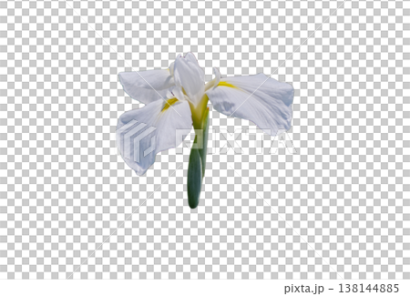 Beautiful iris flower cutout material 138144885