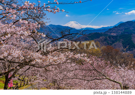 (山梨県)大法師公園の桜と富士山 (山梨県)大法師公園の桜と富士山 138144889