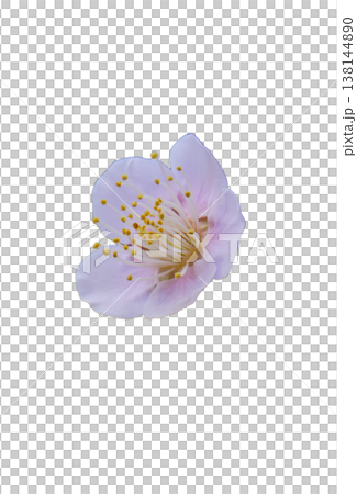 美麗的梅花鏤空圖案 美麗的梅花鏤空圖案 138144890
