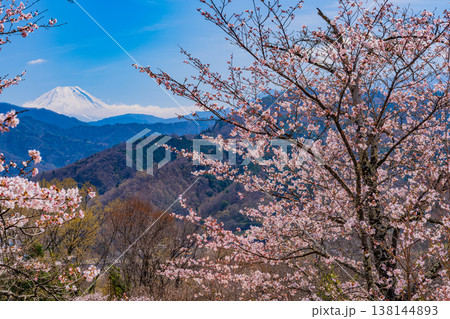 (山梨県)大法師公園の桜と富士山 (山梨県)大法師公園の桜と富士山 138144893