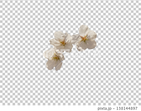 Beautiful cherry blossom cutout material 138144897