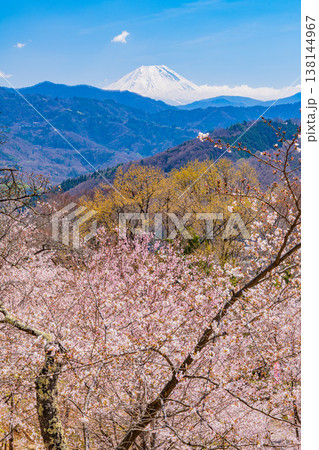 （山梨県）大法師公園の桜と富士山 138144967