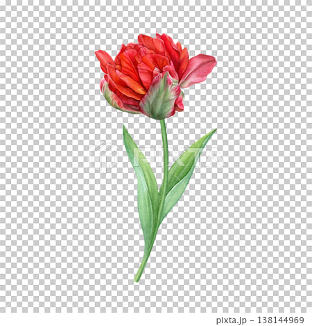 Watercolor of red double tulip. Hand-painted bright spring flower with leaves on a white background. Good for postcards, invitations, greeting cards 138144969