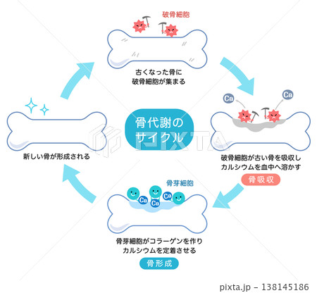 骨代謝のサイクル　骨吸収と骨形成のしくみ 138145186