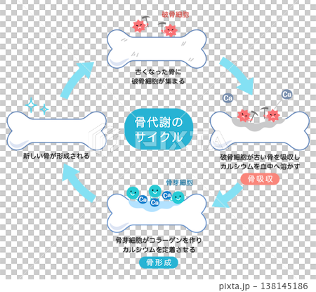 骨代謝のサイクル　骨吸収と骨形成のしくみ 138145186