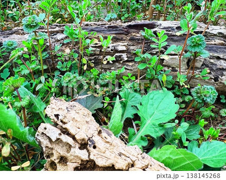 倒木に宿る春の新緑 138145268