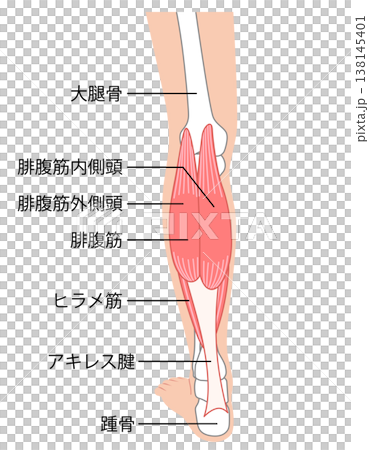小腿肌肉：腓腸肌、比目魚肌、小腿三頭肌 138145401