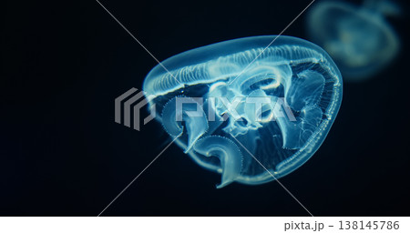 Bright Common Jellyfish Close Up View. Aurelia Aurita. Moon Jellyfish Slow Swim. Jellyfish Is Almost Entirely Translucent. Capable Of Only Limited Motion, And Drifts With The Current, Even When 138145786