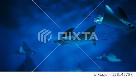 Swim Stingrays Close-up View. Golden Cownose Ray Or Pacific Cown 138145787