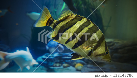 Siamese Tigerfish Close Up View In Zoo Aquarium. Datnioides Pulcher Also Known As Siamese Tiger Perch. Critically Endangered Fish. Specific Name Pulcher, Meaning Beautiful. Siamese Tigerfish Is 138145796