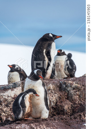 Gentoo Penguin Colony at Sierra Cove 138145903