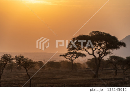 Sunset in the Serengeti Sunset in the Serengeti 138145912