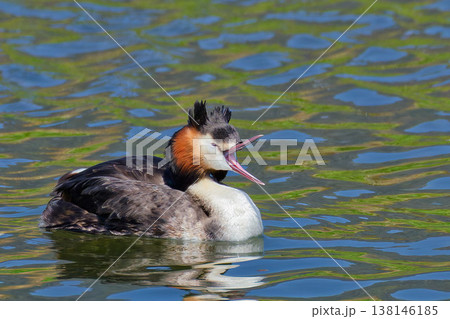 あくびをするカンムリカイツブリ夏羽 あくびをするカンムリカイツブリ夏羽 138146185
