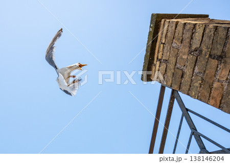 A seagull is landing close to a tall stone building. The sky is blue. The bird is stretched out with wings and feet ready to land. It is a bright day with clear weather. 138146204