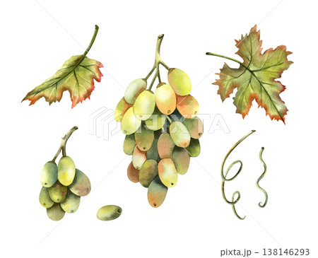 Watercolor set with green grapes bunch, grapevine, vine, foliage leaves. Botanical early autumn berries clip art isolated on transparent background. Hand drawn illustration for your design Watercolor set with green grapes bunch, grapevine, vine, foliage leaves. Botanical early autumn berries clip art isolated on transparent background. Hand drawn illustration for your design 138146293
