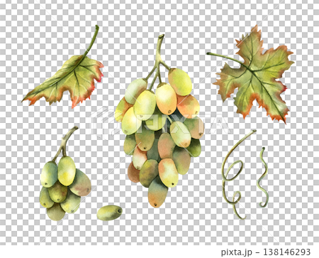 Watercolor set with green grapes bunch, grapevine, vine, foliage leaves. Botanical early autumn berries clip art isolated on transparent background. Hand drawn illustration for your design Watercolor set with green grapes bunch, grapevine, vine, foliage leaves. Botanical early autumn berries clip art isolated on transparent background. Hand drawn illustration for your design 138146293