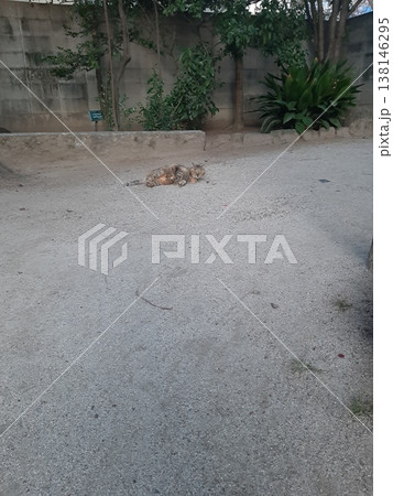 地面に横たわる猫の寝姿　猫 138146295