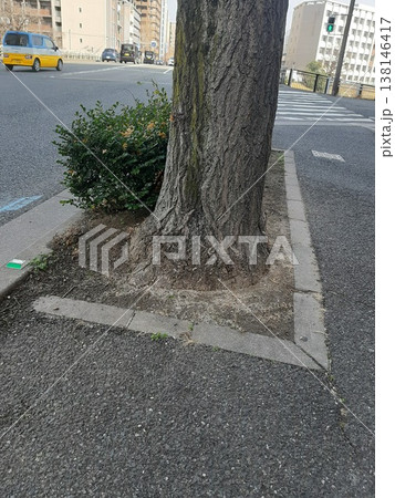 道路沿いにある街路樹　木の幹 138146417