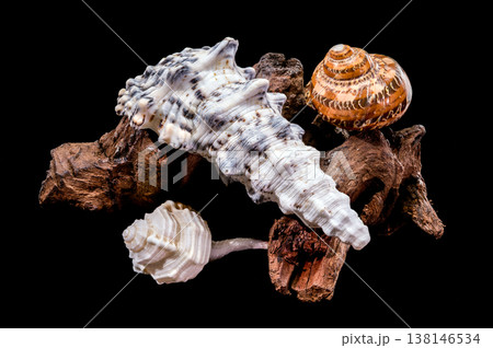 Composition of seashells and driftwood on black background Composition of seashells and driftwood on black background 138146534