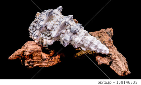 Seashell Hexaplex trunculus with driftwood on black background Seashell Hexaplex trunculus with driftwood on black background 138146535