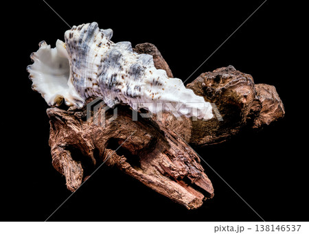 Seashell Hexaplex trunculus with driftwood on black background Seashell Hexaplex trunculus with driftwood on black background 138146537