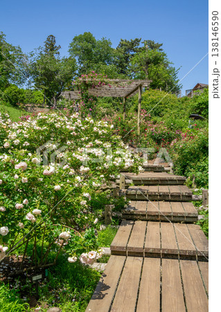 バラ園 バラ園 138146590