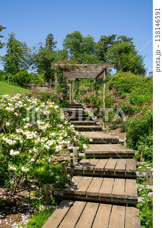 バラ園 バラ園 138146591