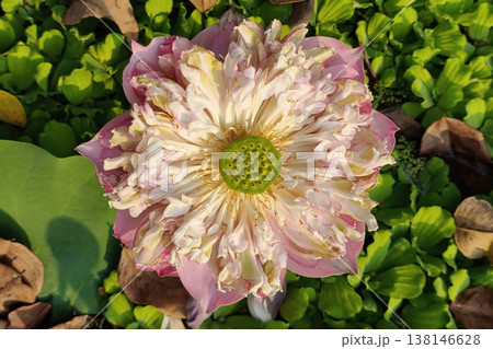 Close up pink color fresh lotus blossom  138146628