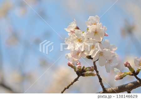 青空に咲き始める桜と春の訪れ 青空に咲き始める桜と春の訪れ 138146629