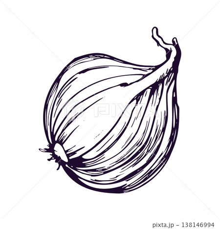 Onion half bulb sketch. Hand drawn ink illustration of whole vegetable ingredient. Line art graphic in engraving style. Organic farm food for healthy diet and culinary recipe design element. 138146994