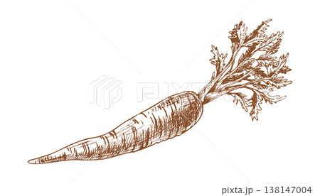 Hand drawn sketch of fresh carrot with green top. Botanical illustration in engraving line art style. Farm vegetable ingredient for healthy diet and organic food cooking design concept. 138147004