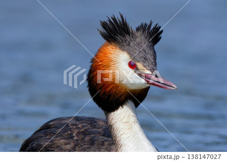 綺麗な夏羽になったカンムリカイツブリ 138147027