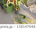 Green gardening tools and tulip bulbs in pot on sunny balcony table. Aesthetic spring planting scene captures organic urban gardening and cottagecore slow living vibes in bright morning light. 138147048