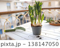 Green gardening tools and tulip bulbs in pot on sunny balcony table. Aesthetic spring planting scene captures organic urban gardening and cottagecore slow living vibes in bright morning light. 138147050