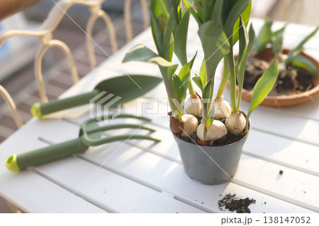 Green gardening tools and tulip bulbs in pot on sunny balcony table. Aesthetic spring planting scene captures organic urban gardening and cottagecore slow living vibes in bright morning light. 138147052