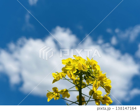 青空に向かって咲く菜の花 138147164