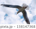 定期運行船についてくるカモメと空 138147368