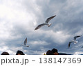 定期運行船についてくるカモメと空 138147369