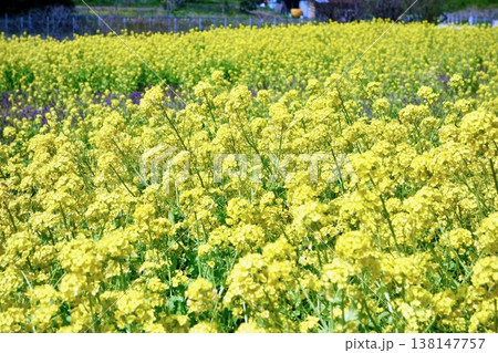【季節素材】満開の菜の花畑 【季節素材】満開の菜の花畑 138147757