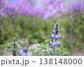 春の庭に咲く一凛のルピナス 138148000